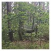 3x3-THERMO-Tarp-CAMO-in-the-woods_LYNXGEAR.lv
