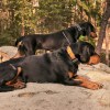 dog-gps-x20-17-lynxgear